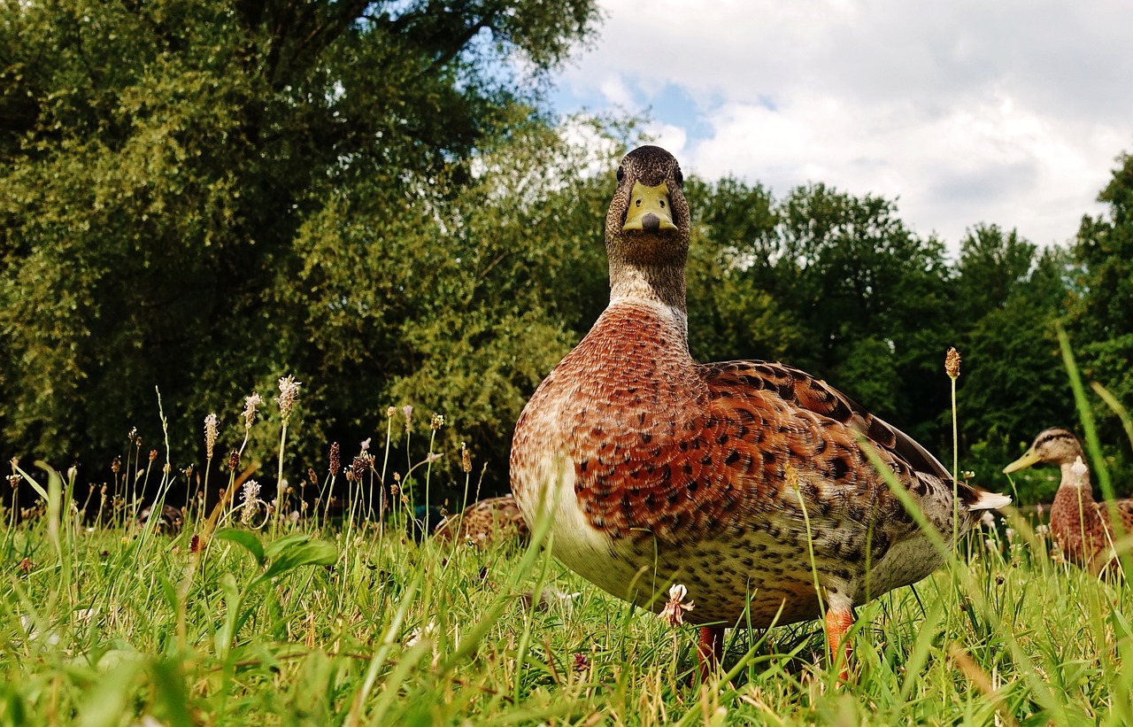 mallard  duck  low angle shot free photo