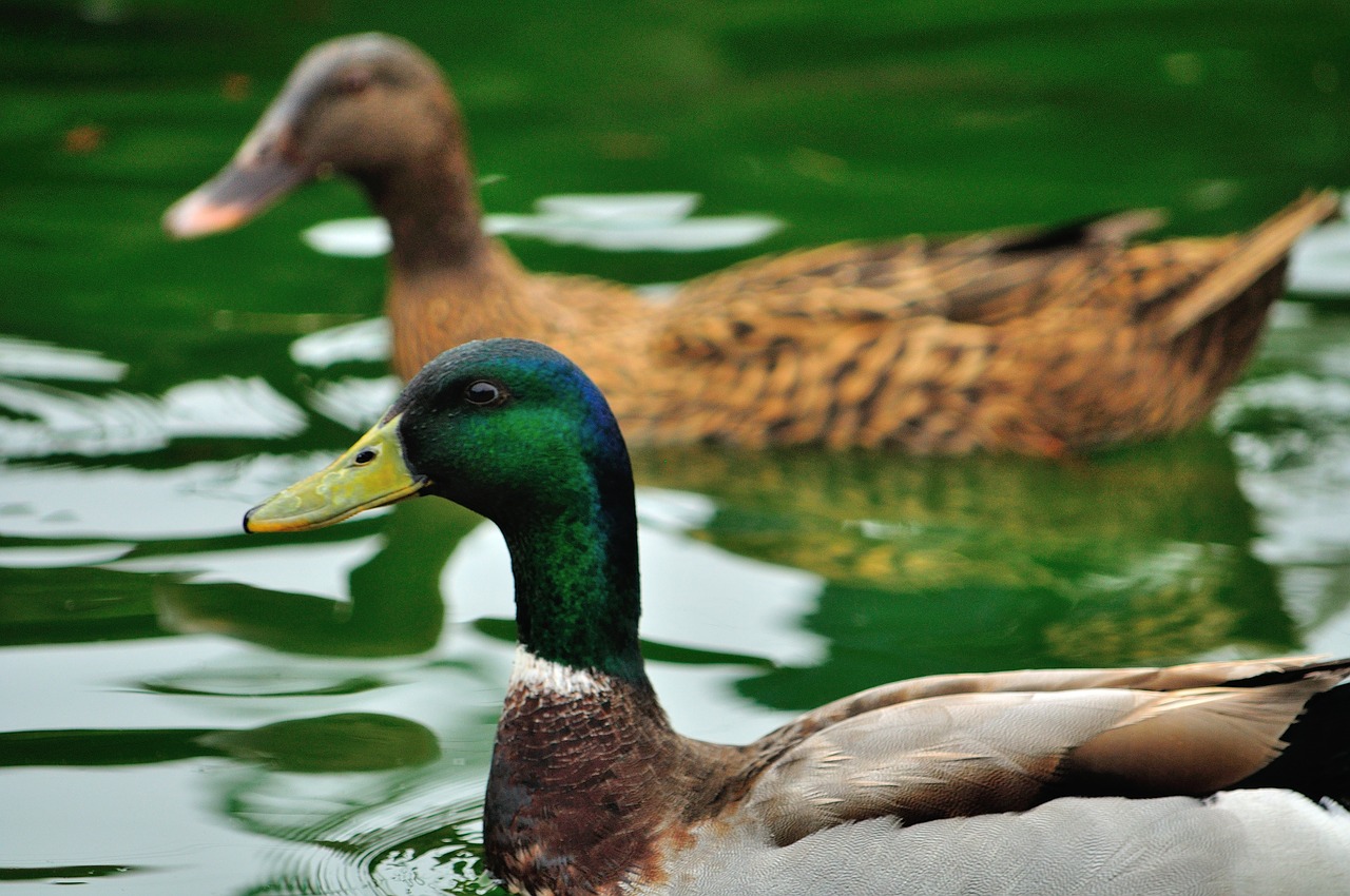 mallard  ducks  duck free photo