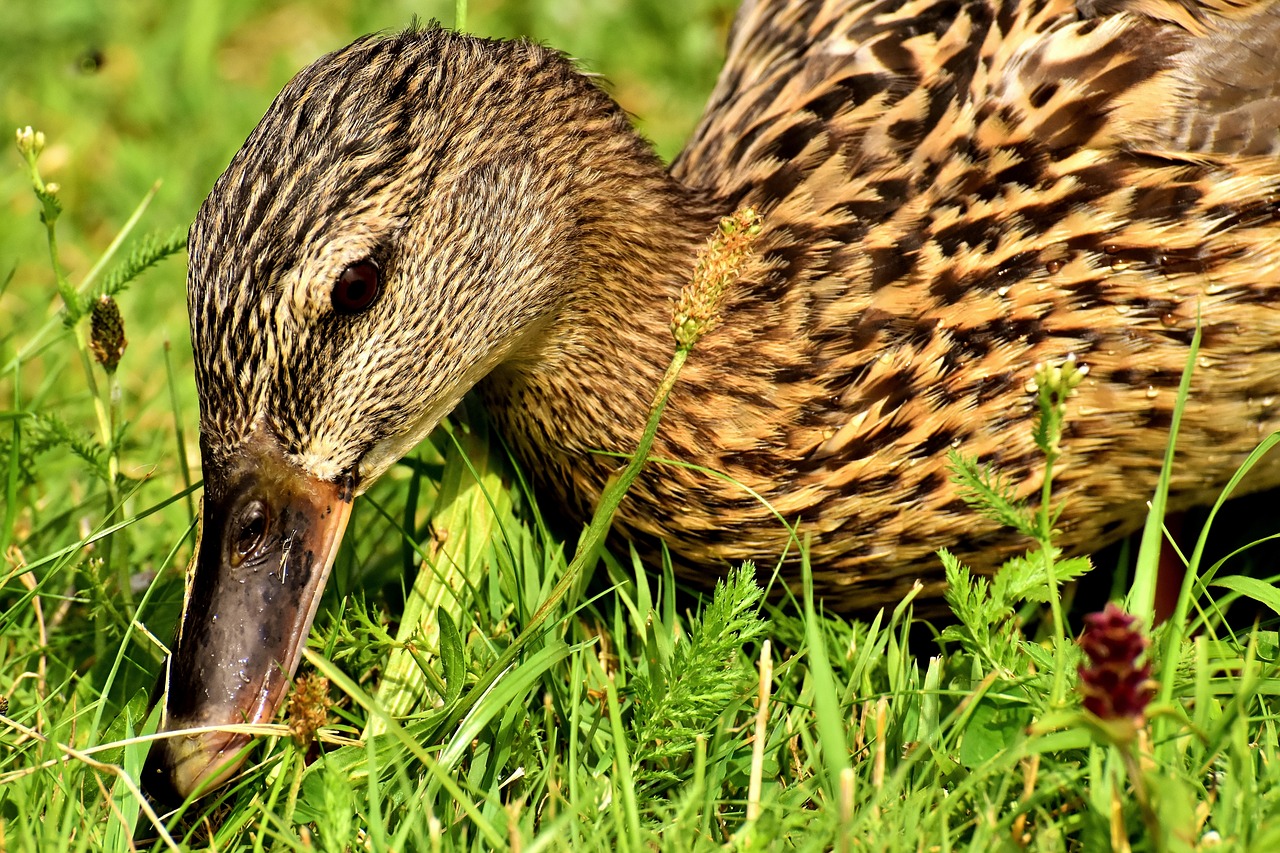 mallard  duck  bird free photo