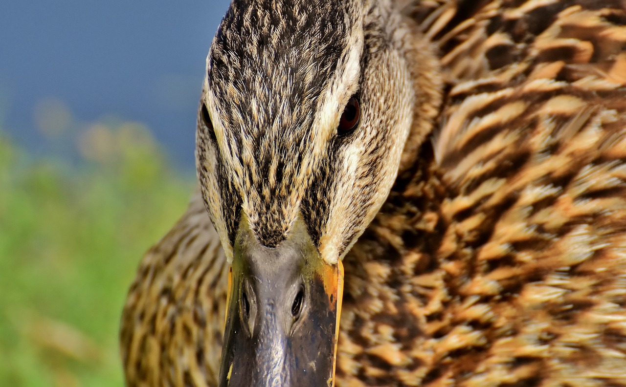 mallard  close up  duck free photo