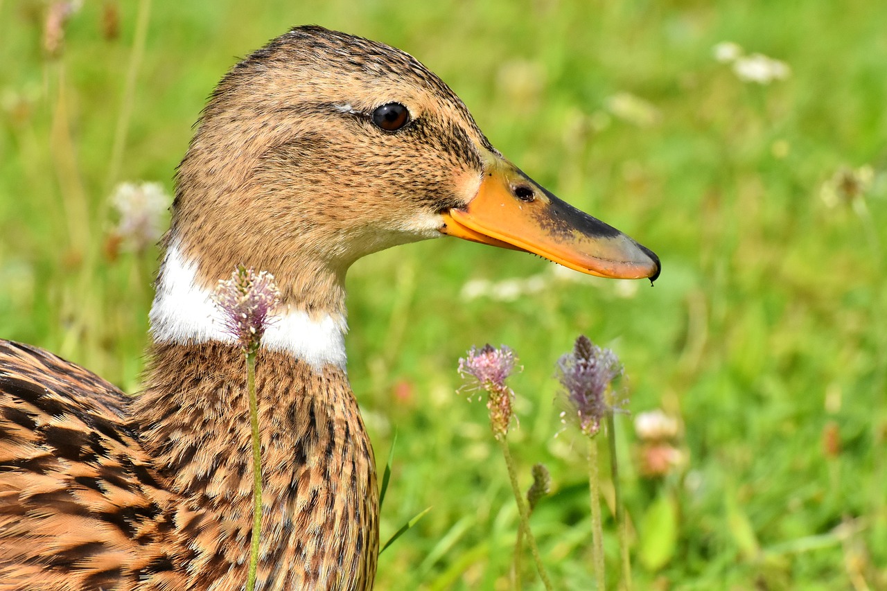 mallard  close up  duck free photo