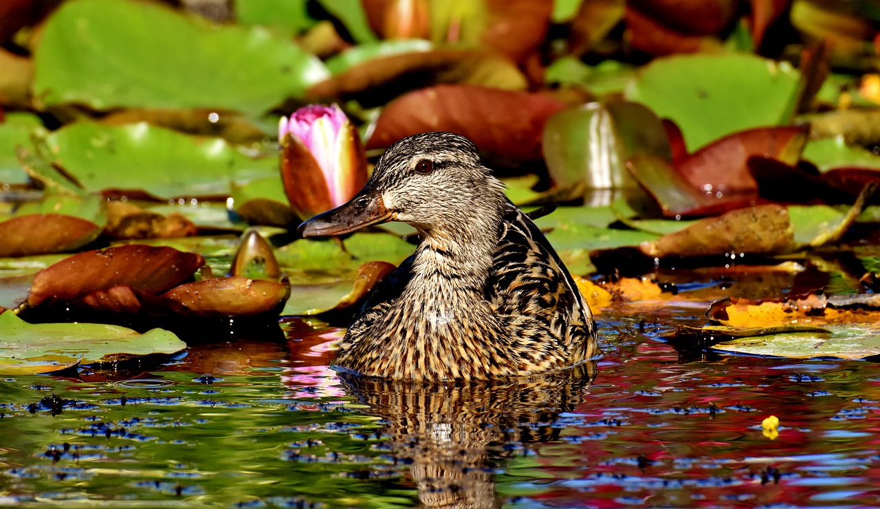 mallard  pond  water lilies free photo