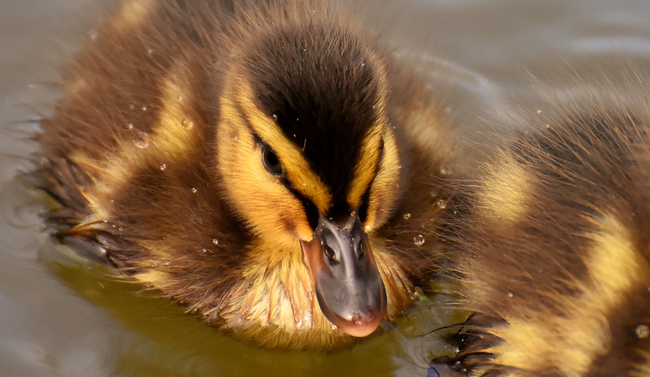 mallard  ducklings  duck free photo