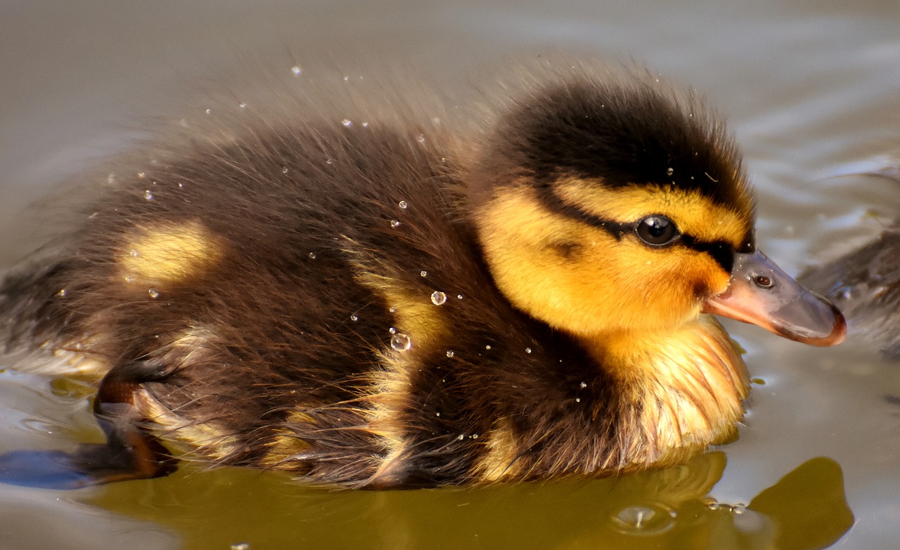 mallard  ducklings  duck free photo