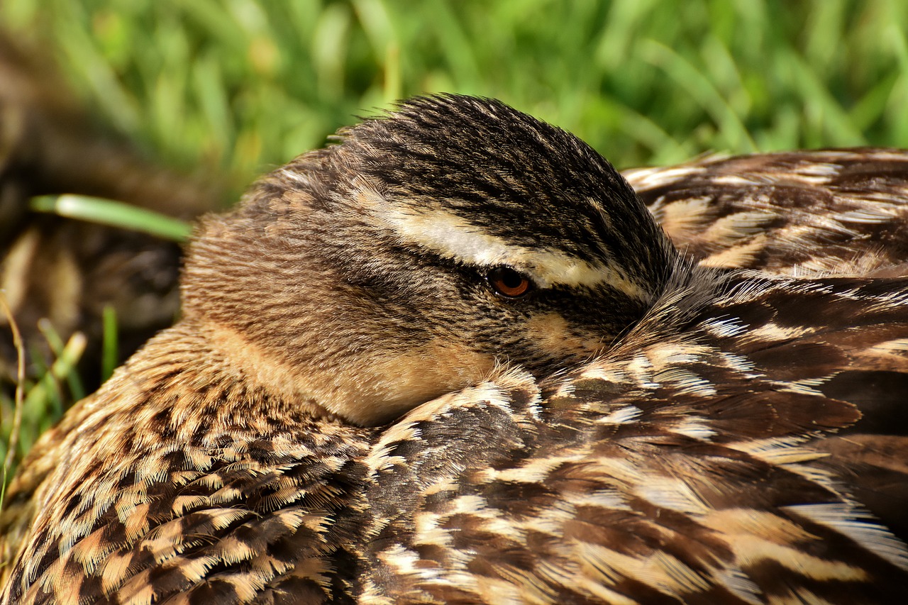 mallard  vigilant  close up free photo