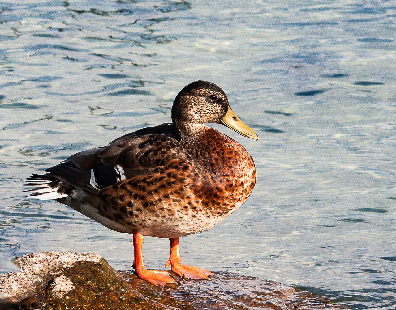 mallard  duck  animal free photo