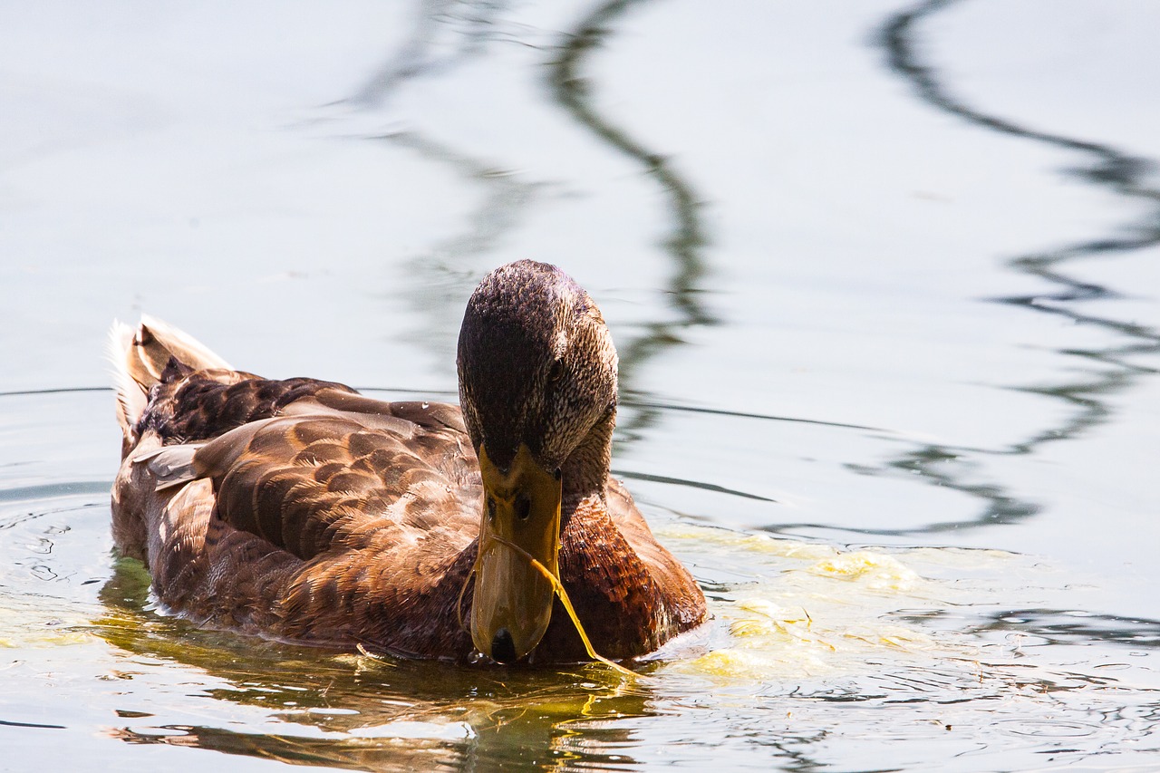 mallard  duck  animal free photo