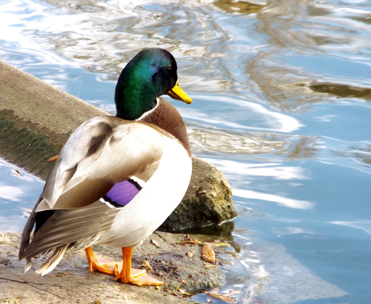 mallard  duck  water free photo
