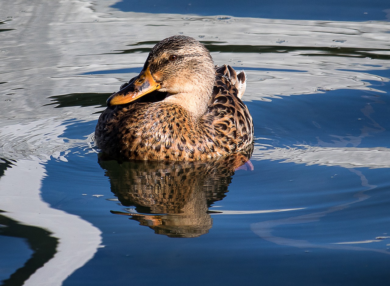 mallard  animal  water bird free photo