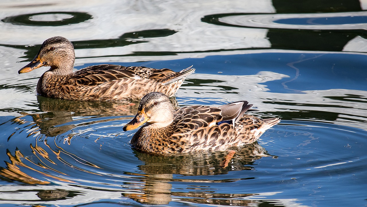 mallard  animal  water bird free photo