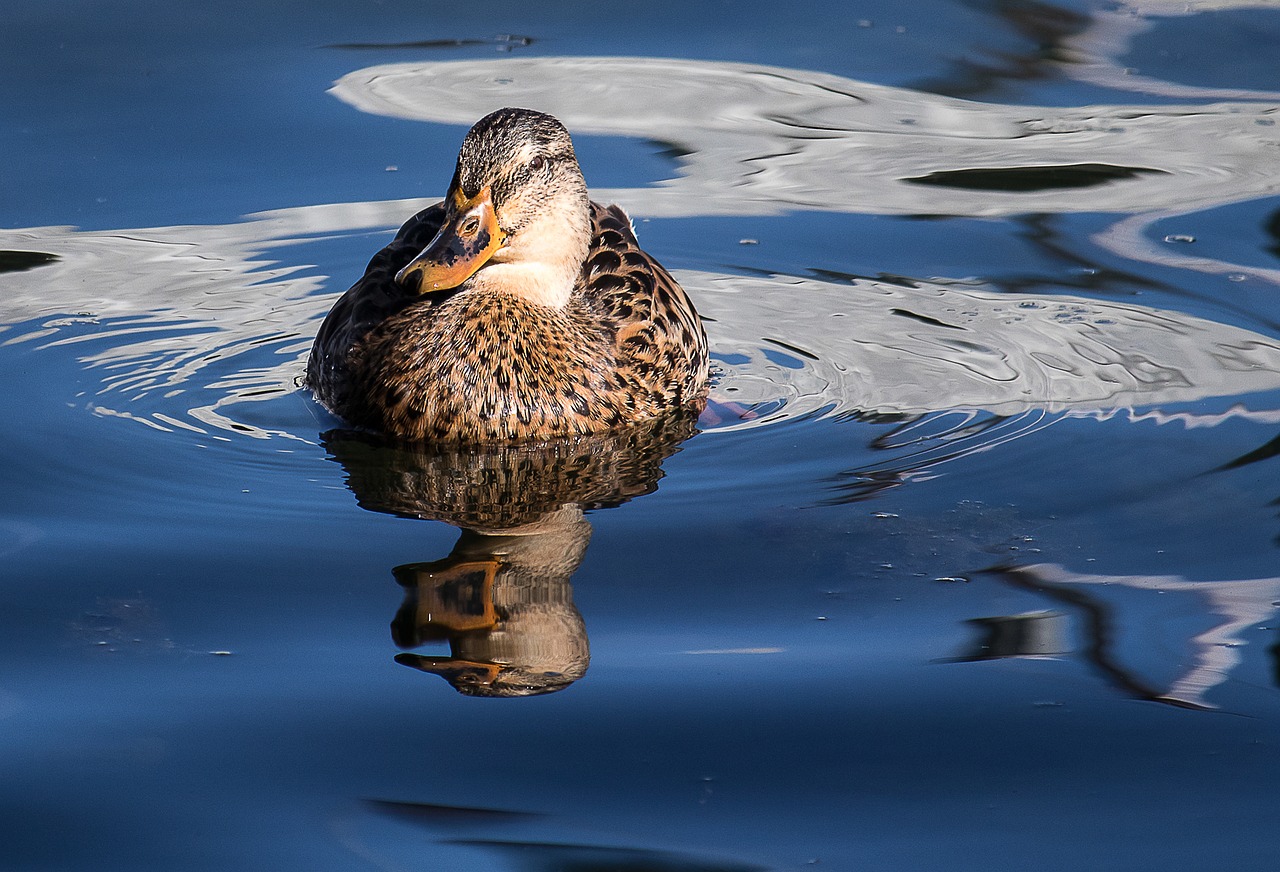 mallard  animal  water bird free photo