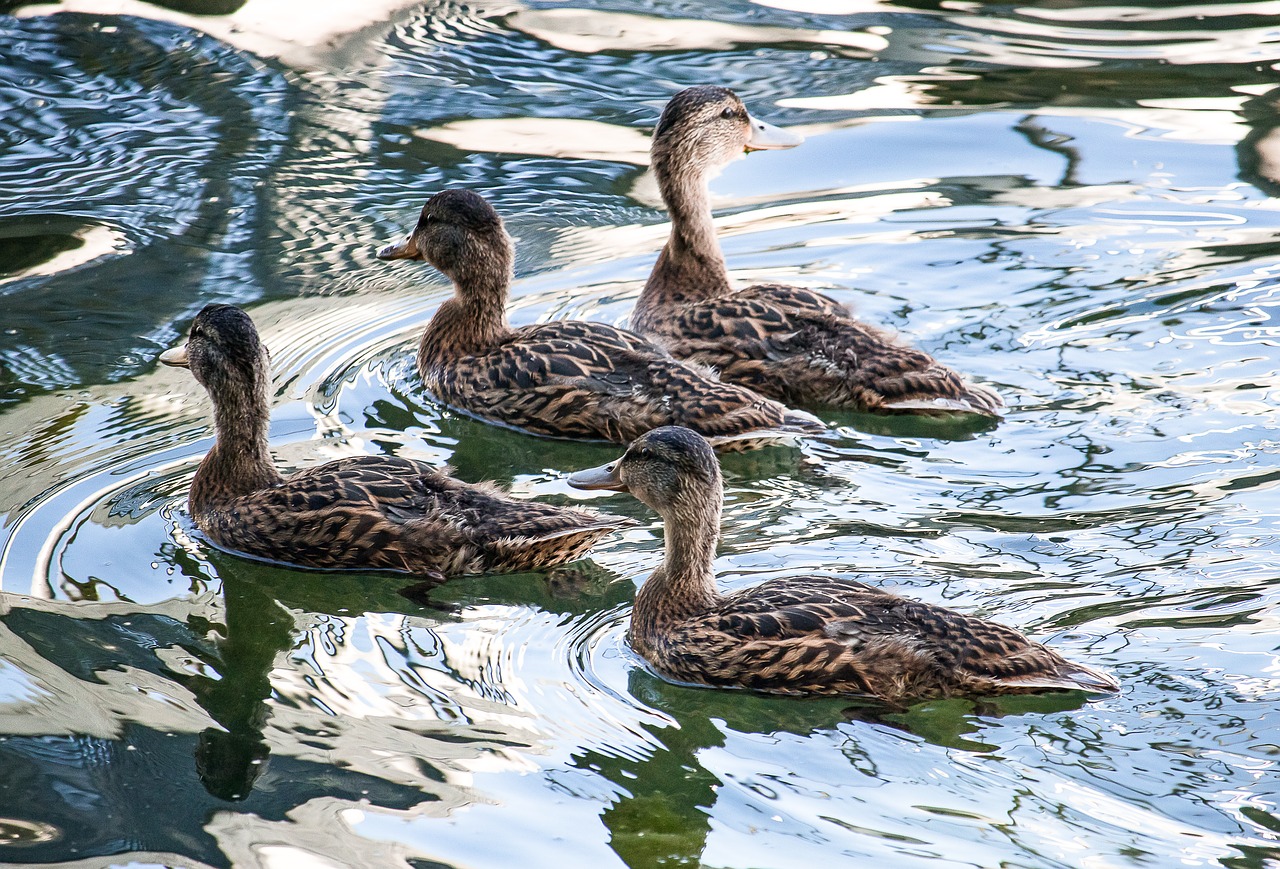 mallard  young animals  animal free photo