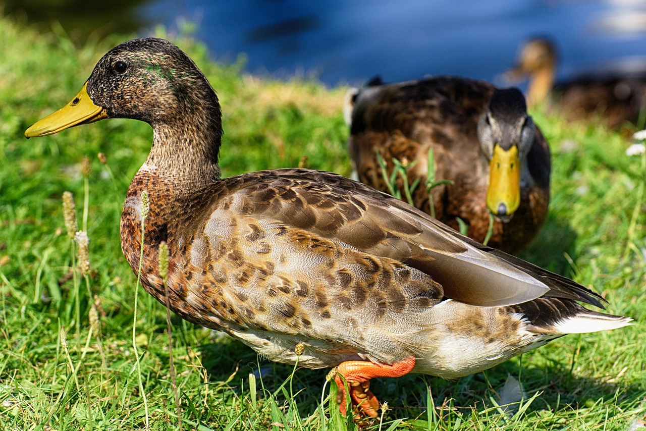 mallard  duck  bird free photo