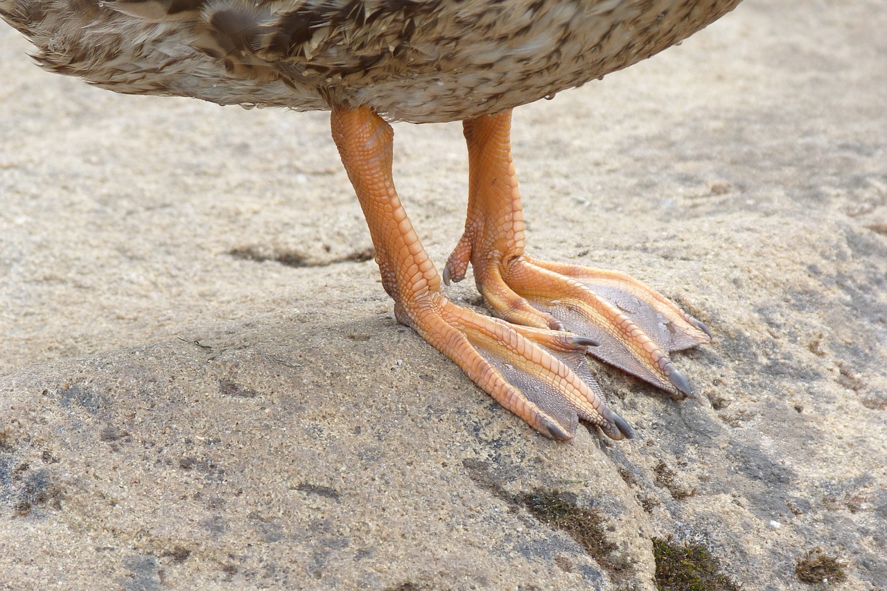 mallard  duck  feet free photo