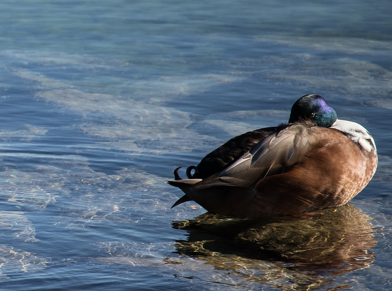 mallard  duck  water bird free photo