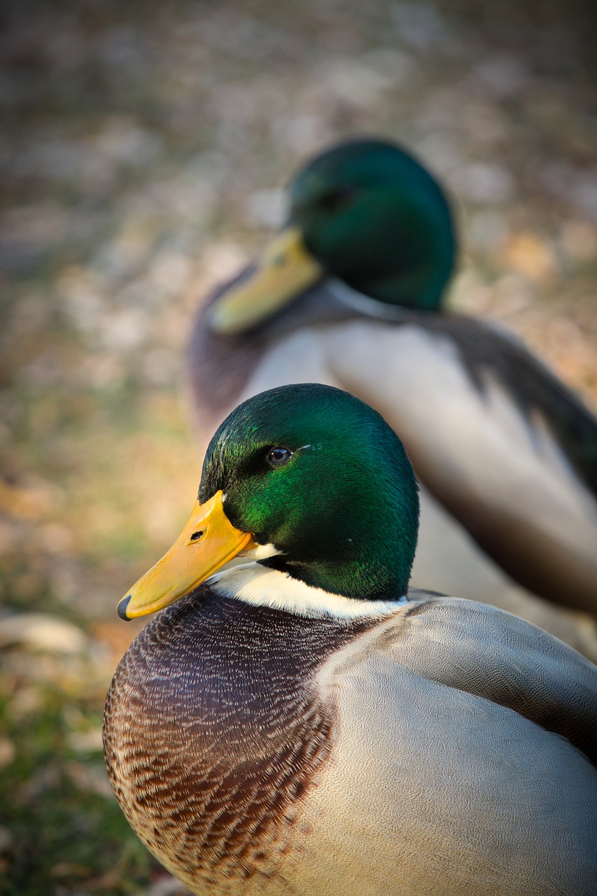 mallard  duck  water bird free photo