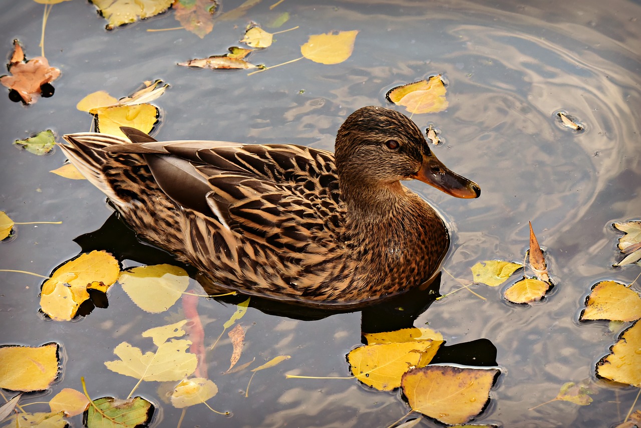 mallard  duck  dabbling free photo