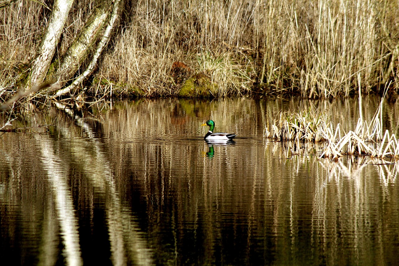mallard  lake  ducks free photo