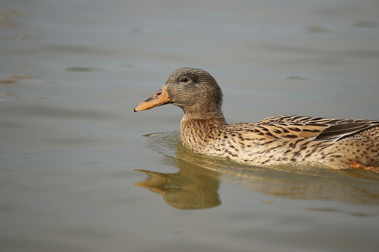 mallard  female  duck free photo