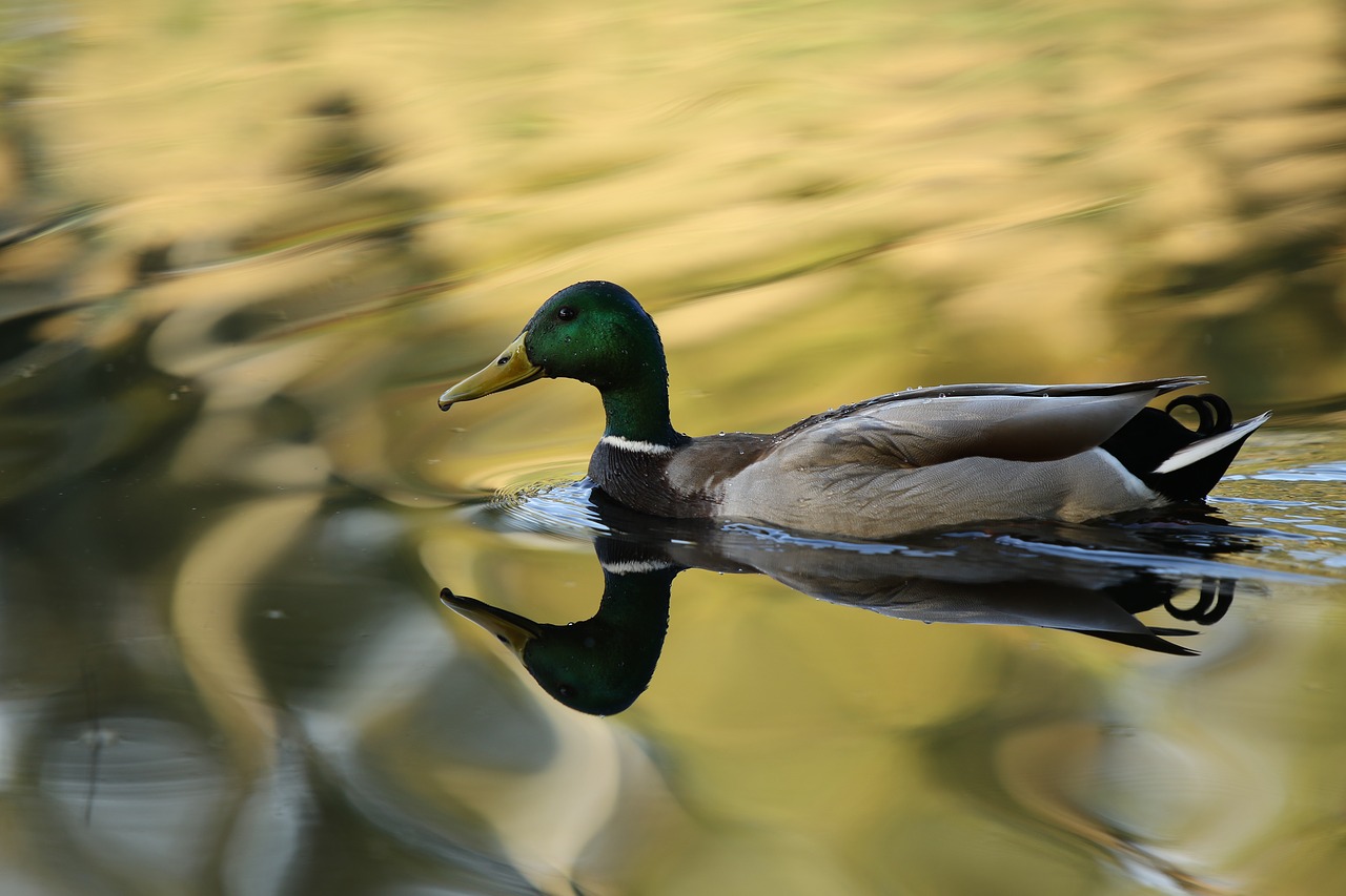 mallard  duck  pond free photo