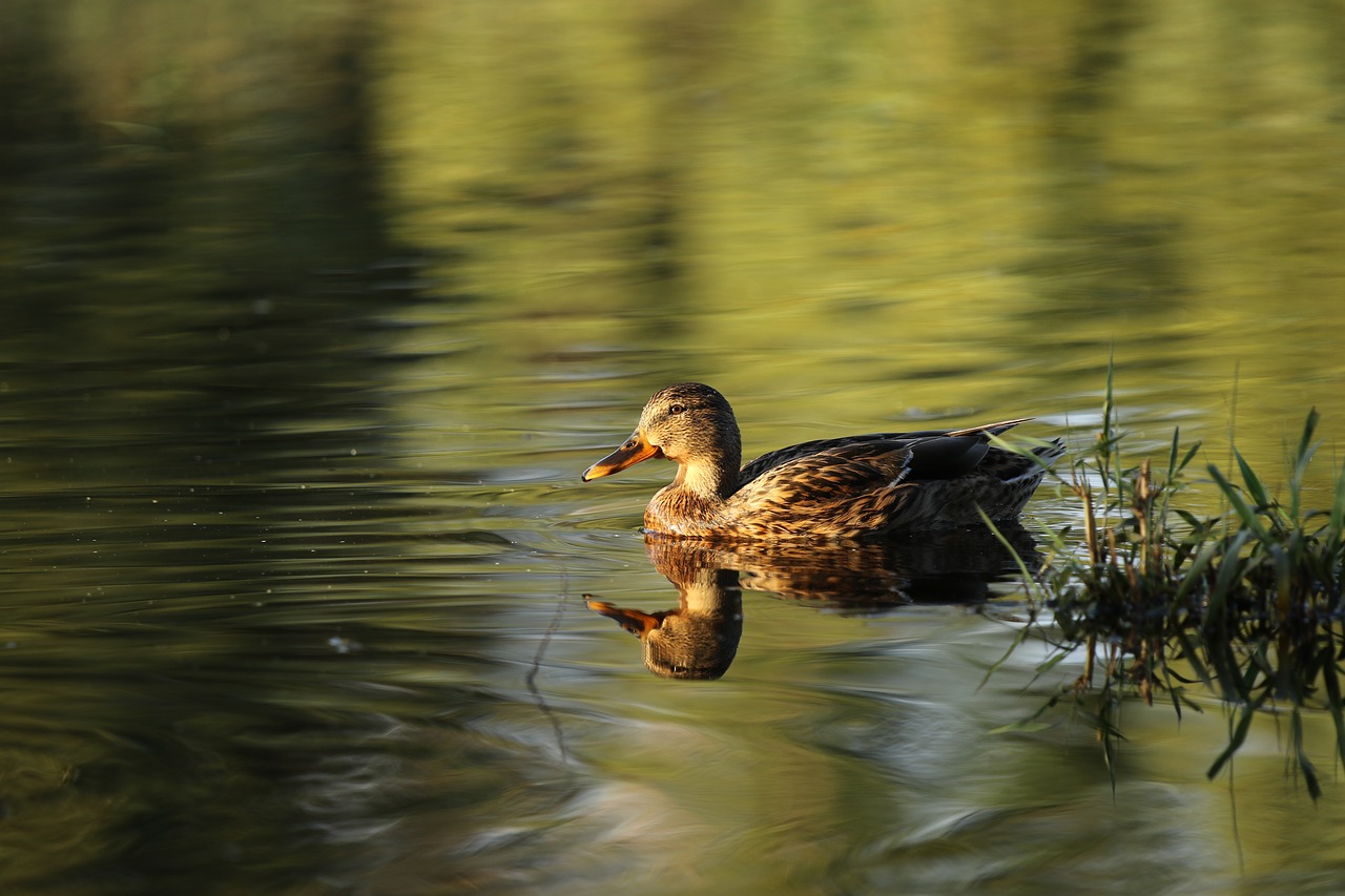 mallard  female  duck free photo