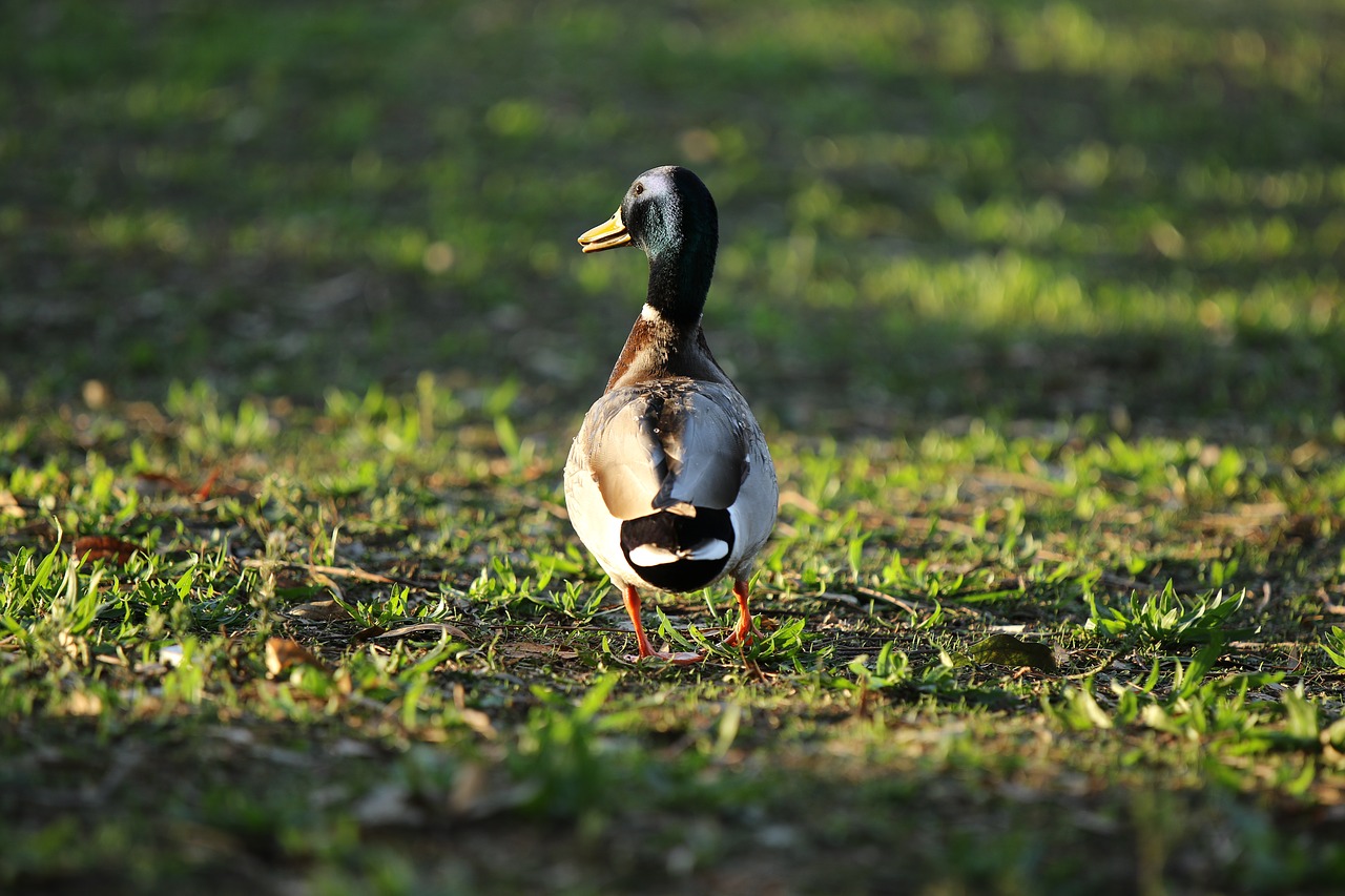 mallard  male  duck free photo
