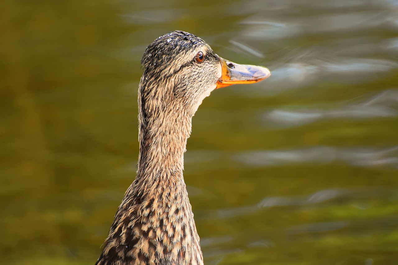 mallard  water bird  duck free photo