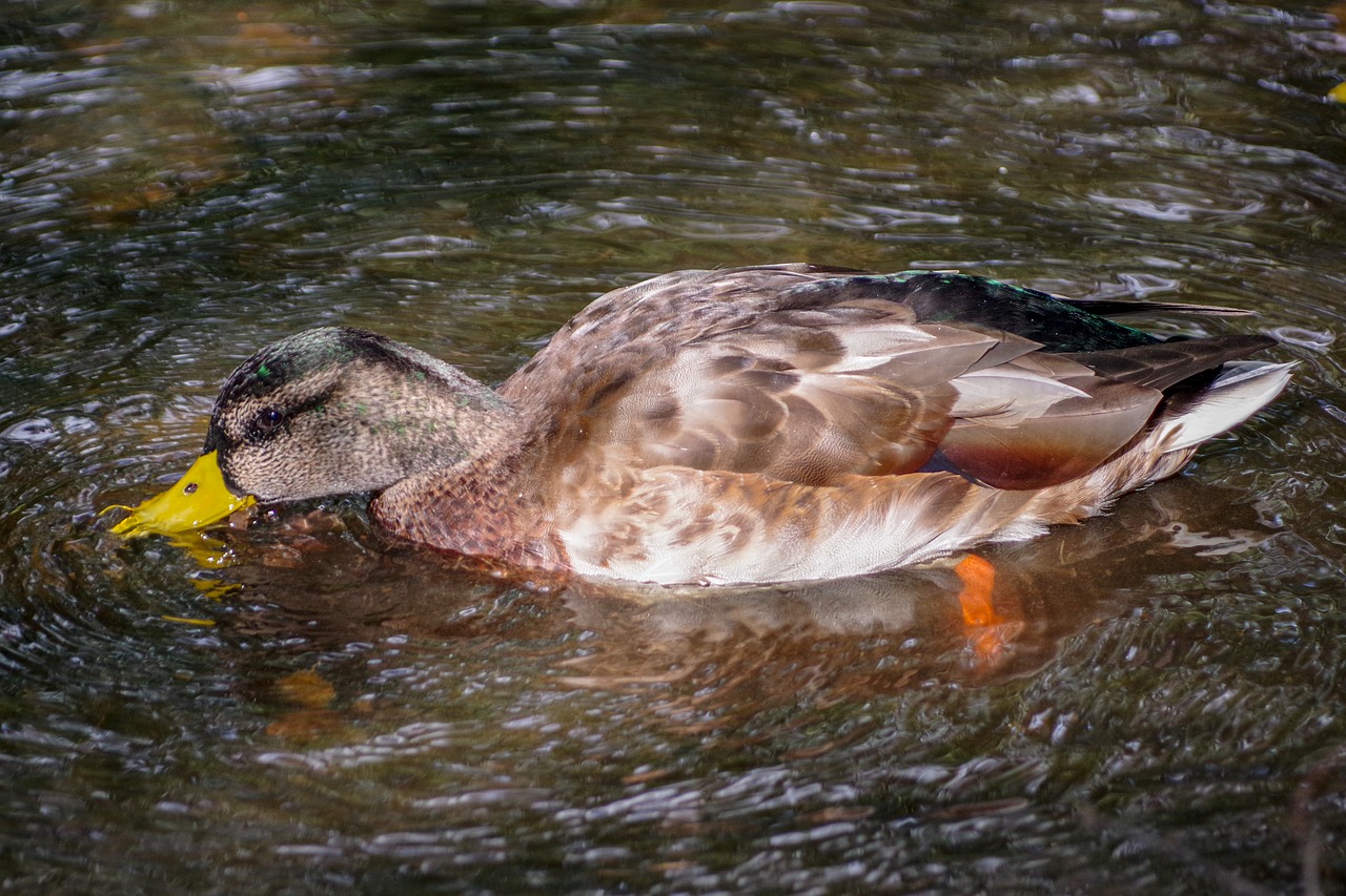 mallard  eat  reflection free photo