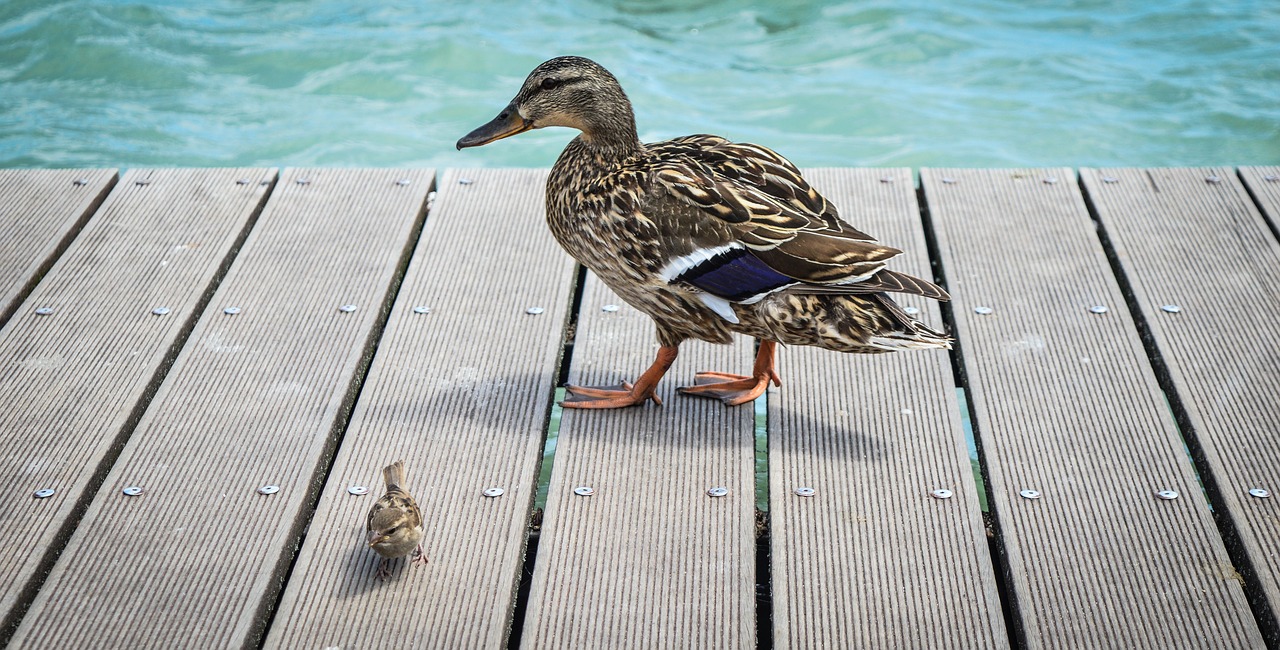 mallard  water  duck free photo