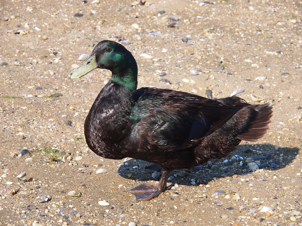 mallard duck male free photo