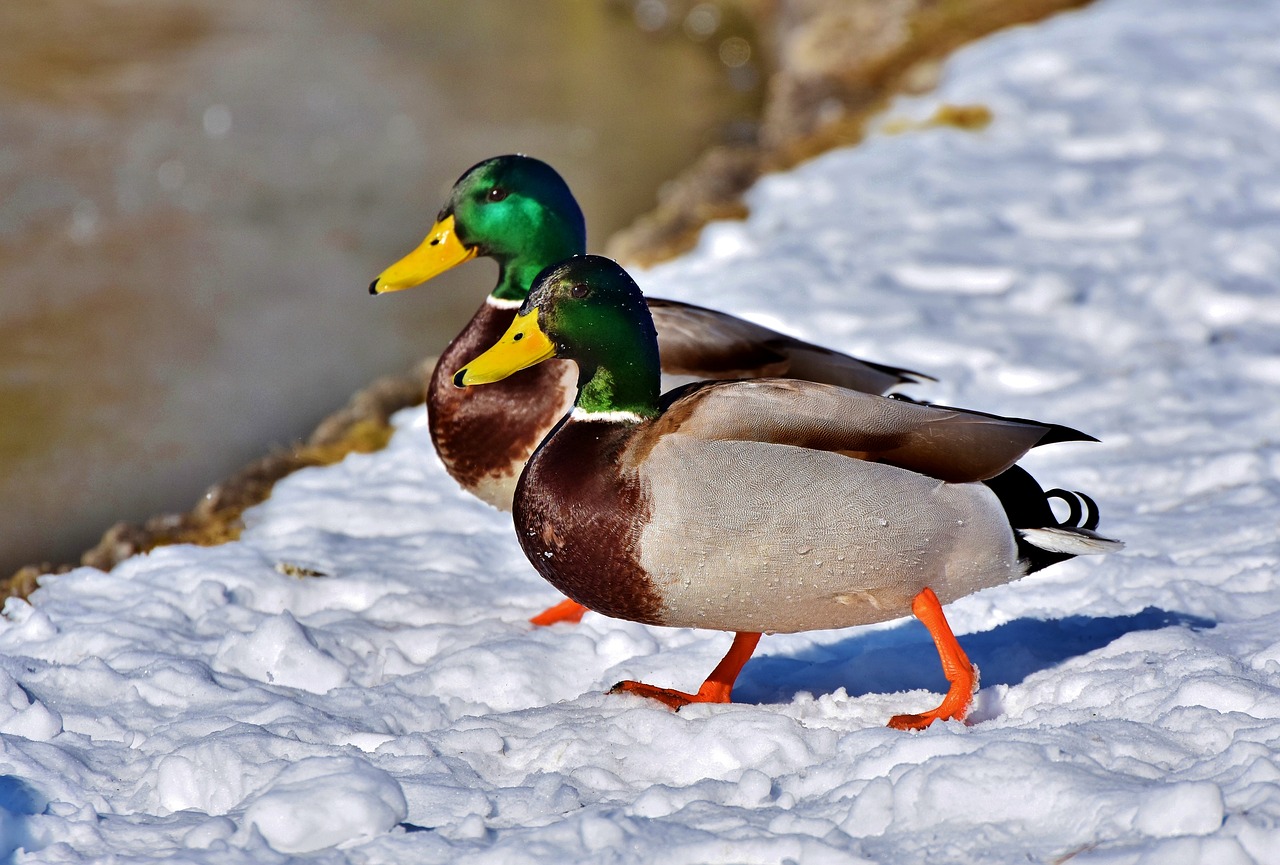 mallard  duck  water bird free photo