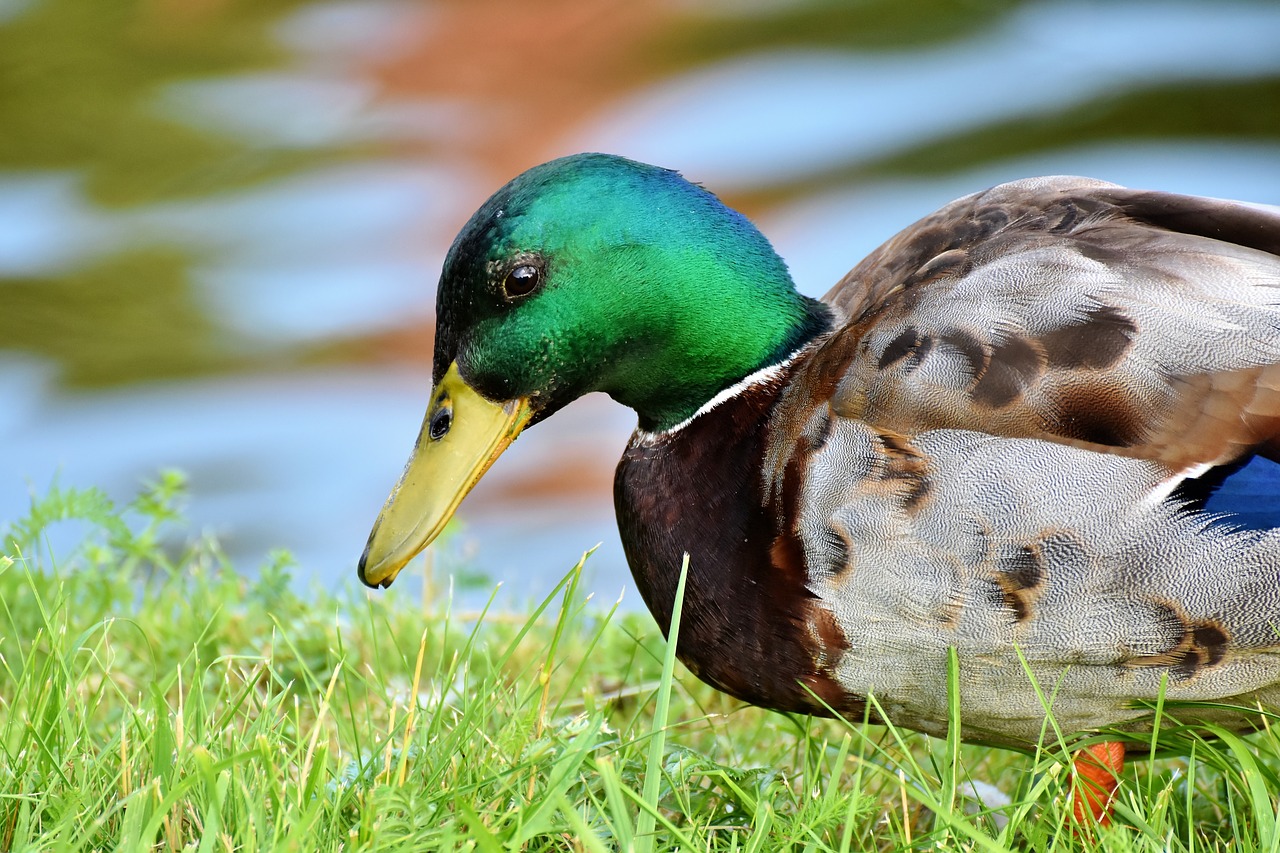 mallard  duck  water bird free photo