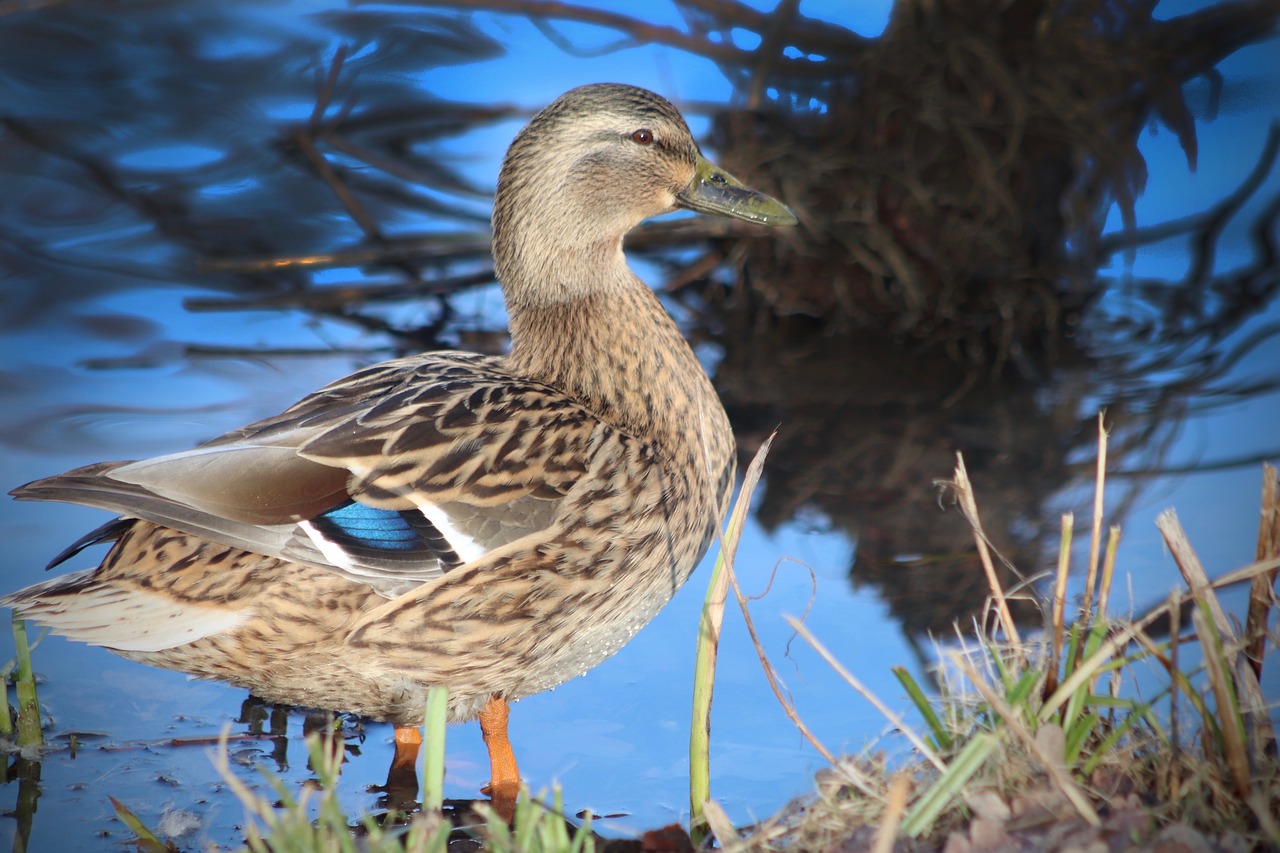 mallard  duck  water bird free photo