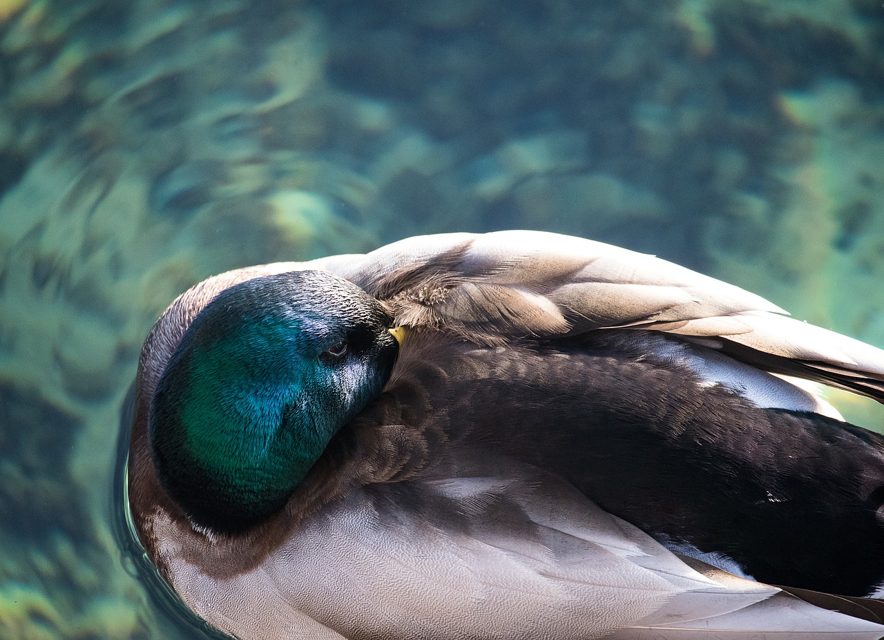 mallard  duck  drake free photo