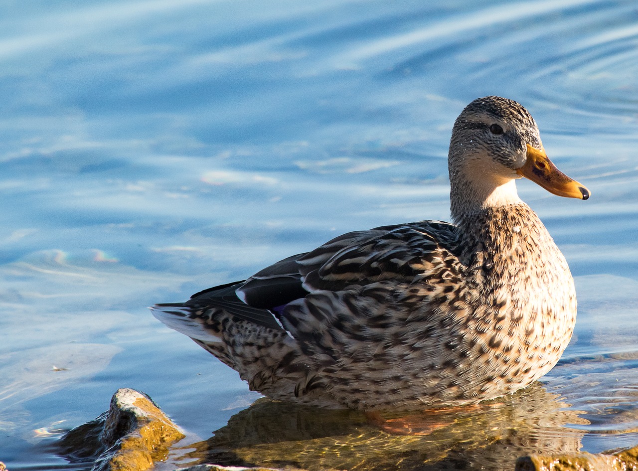 mallard  duck  bird free photo