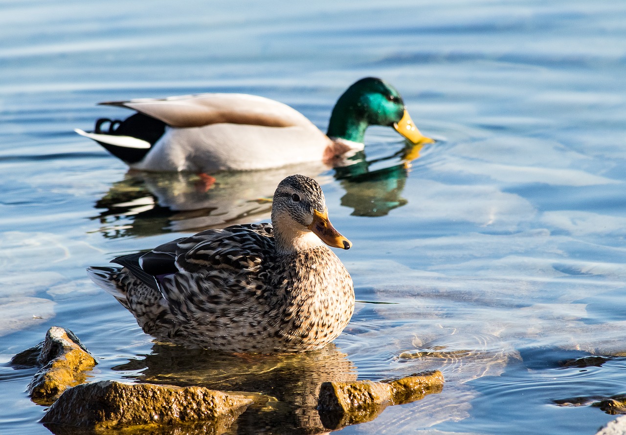 mallard  duck  bird free photo