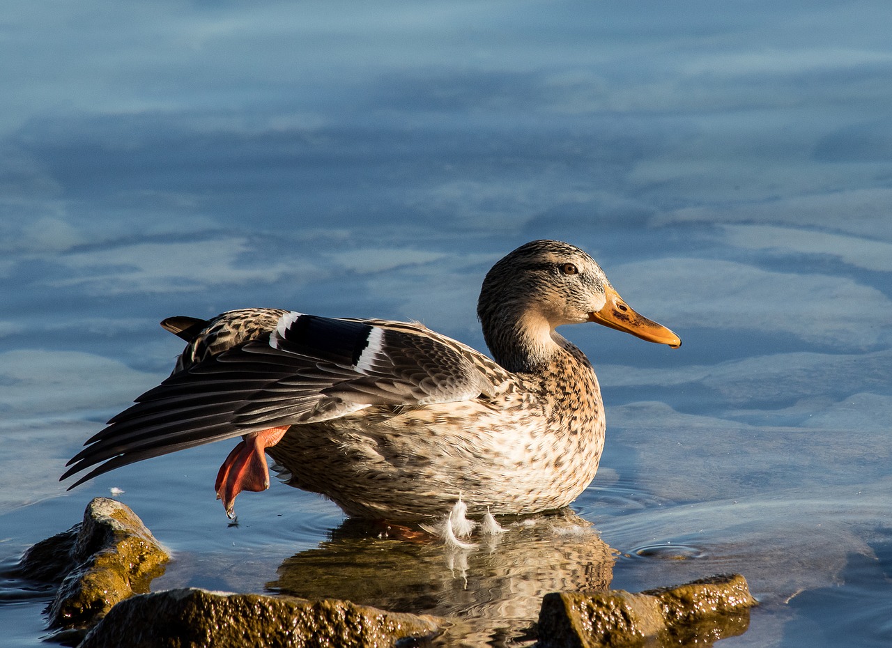 mallard  duck  bird free photo