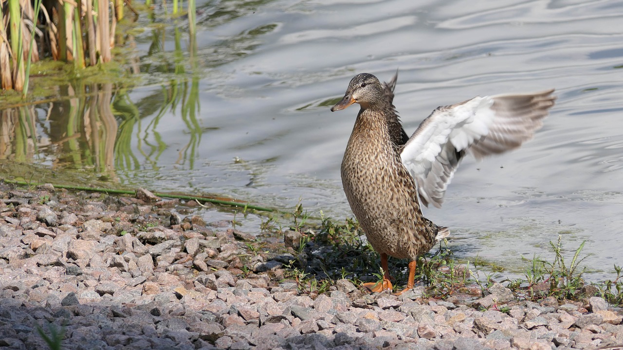 mallard  duck  waterfowl free photo