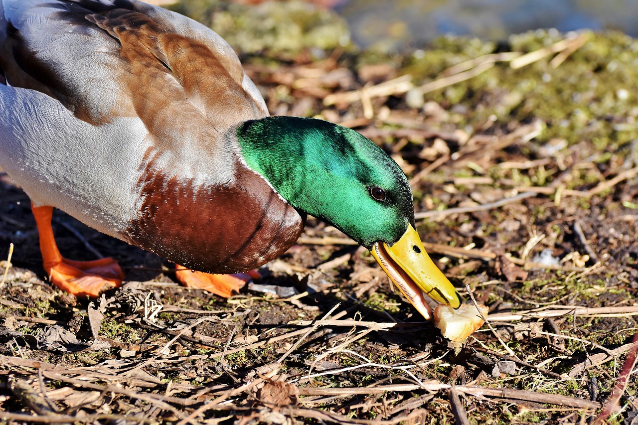 mallard  duck  water bird free photo