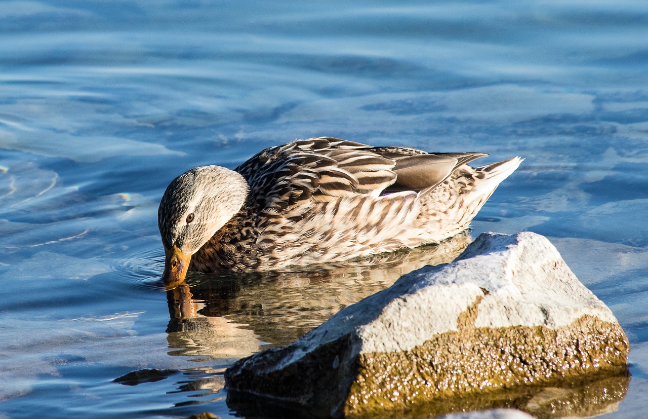 mallard  duck  water bird free photo