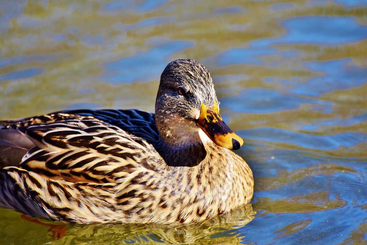 mallard  duck  water bird free photo