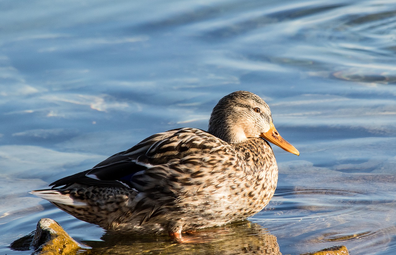 mallard  duck  bird free photo