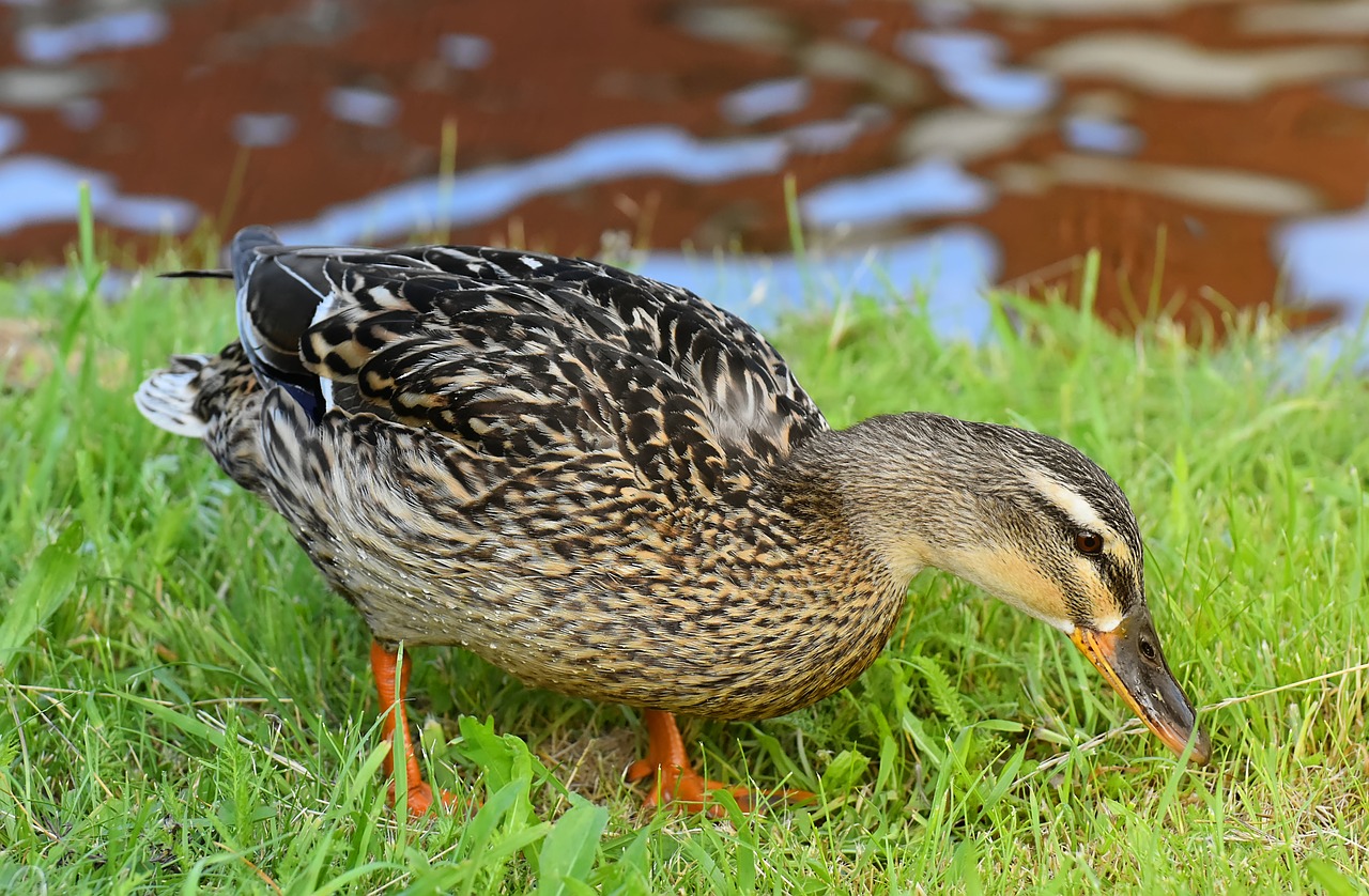 mallard  duck  bird free photo