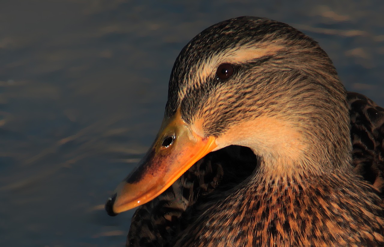 mallard female water free photo