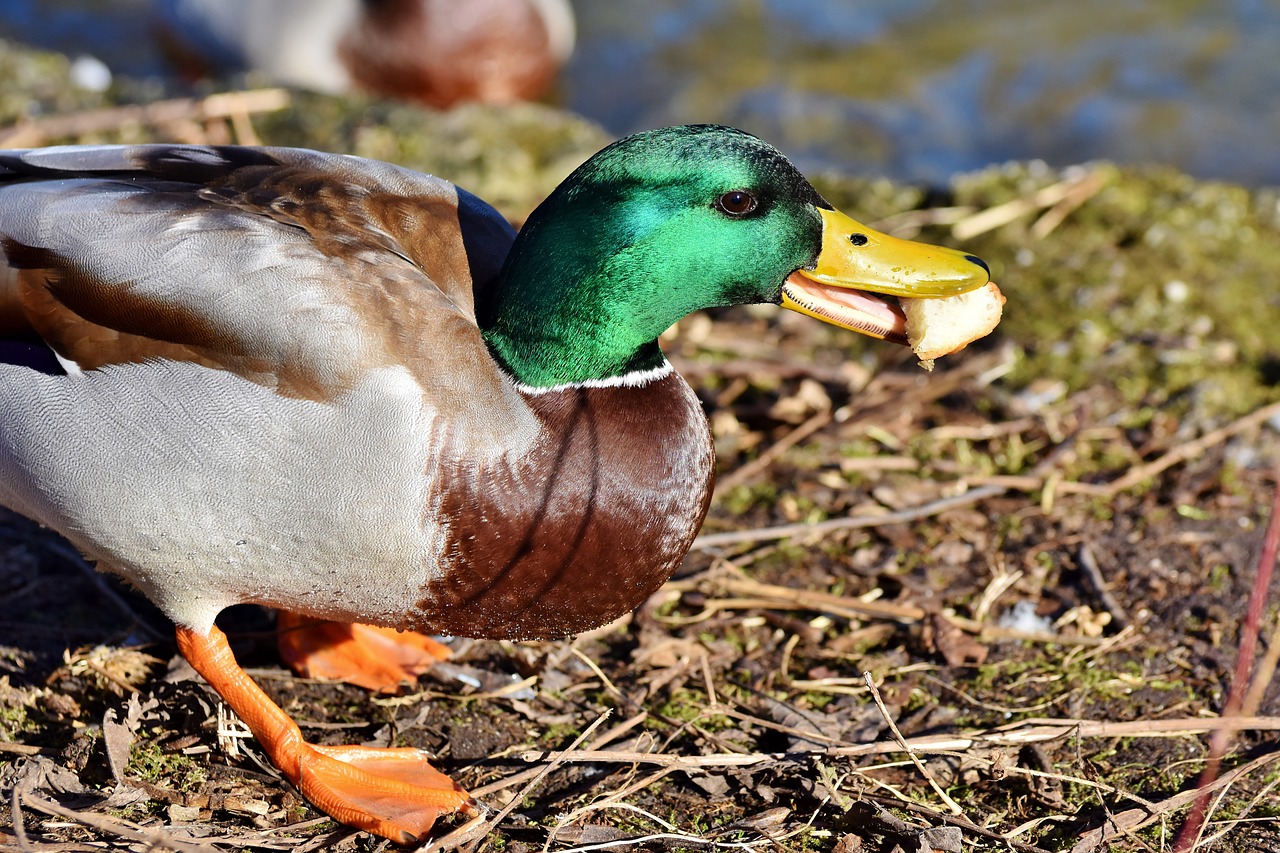 mallard  duck  water bird free photo