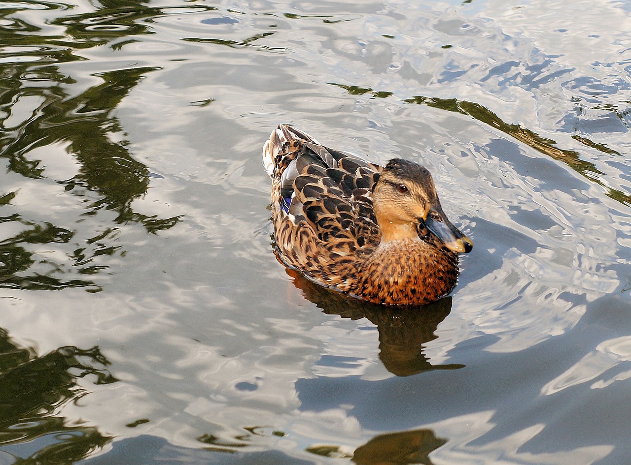 mallard duck water bird free photo
