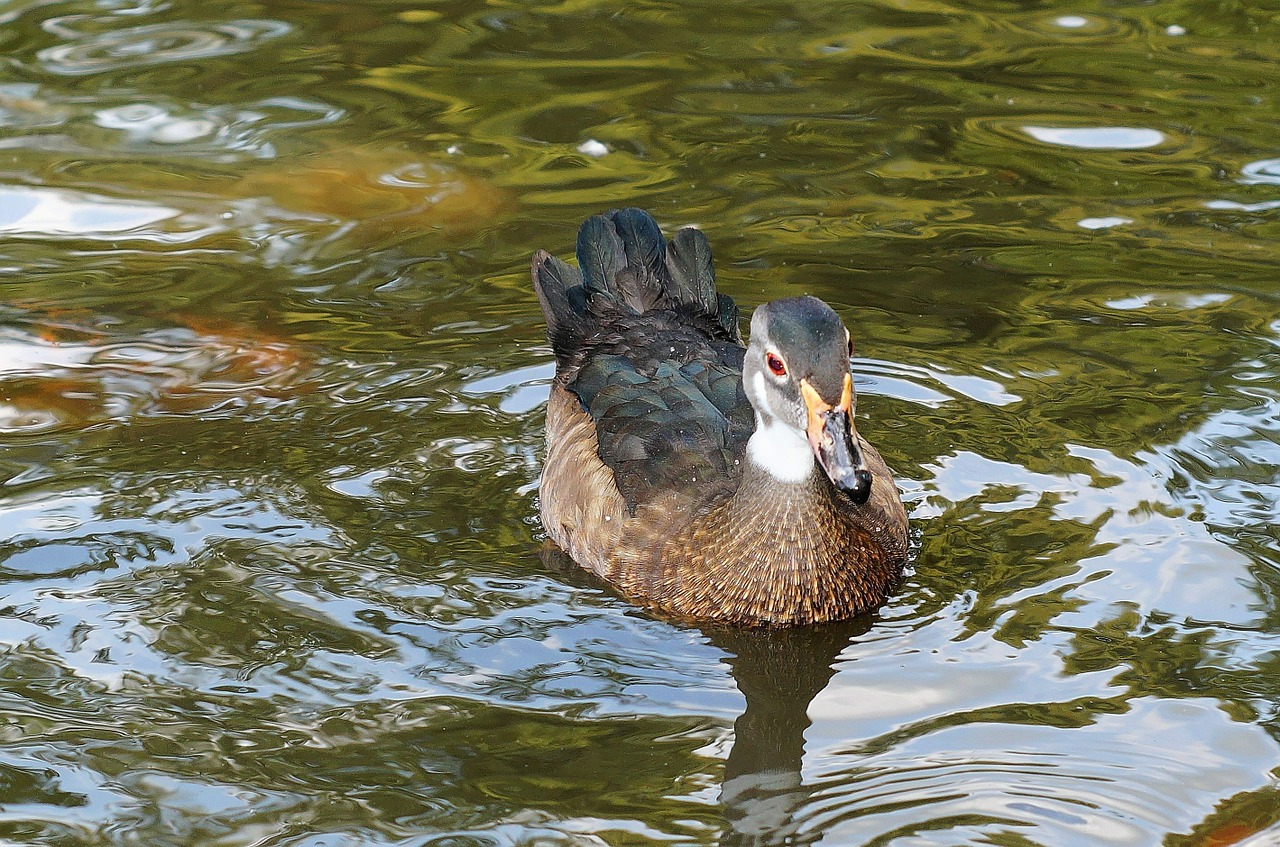 mallard duck water bird free photo