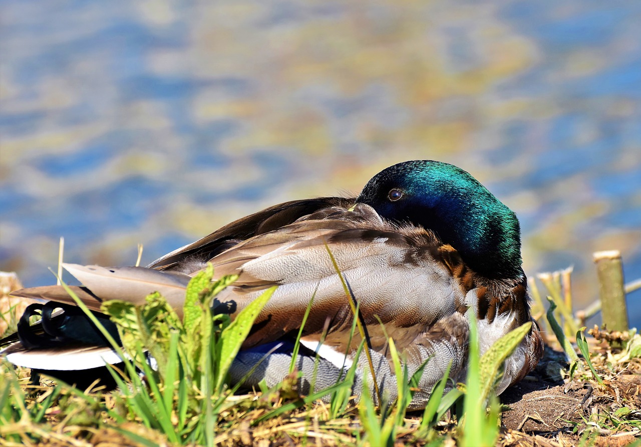 mallard  duck  water bird free photo