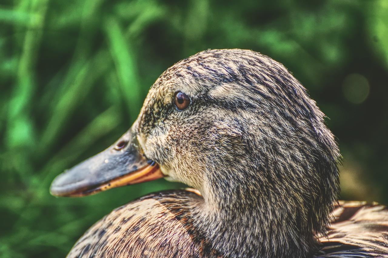 mallard  cute  nature free photo