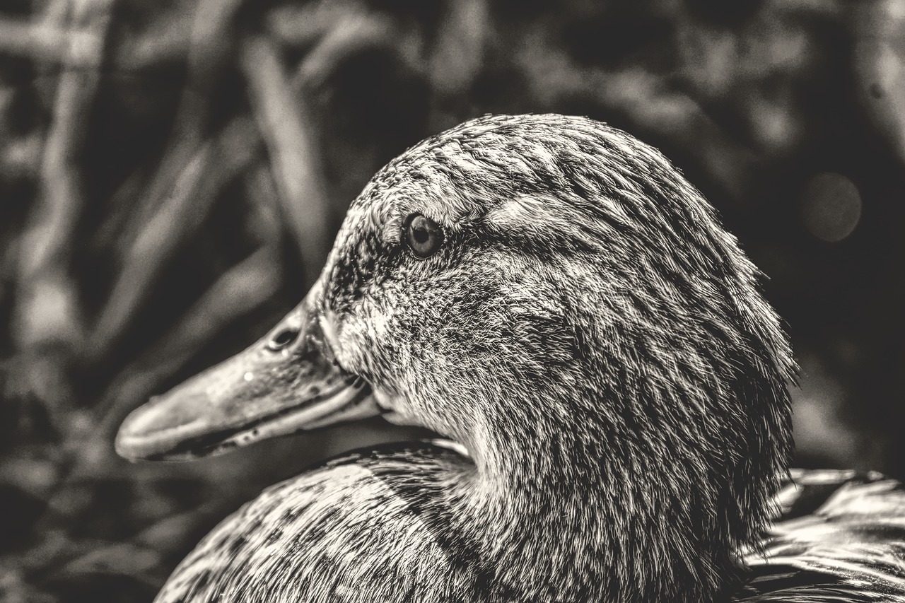 mallard  cute  nature free photo